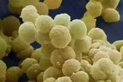 美丽的细菌病毒图片